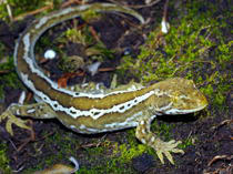 Hybrid Naultinus x Hoplodactylus